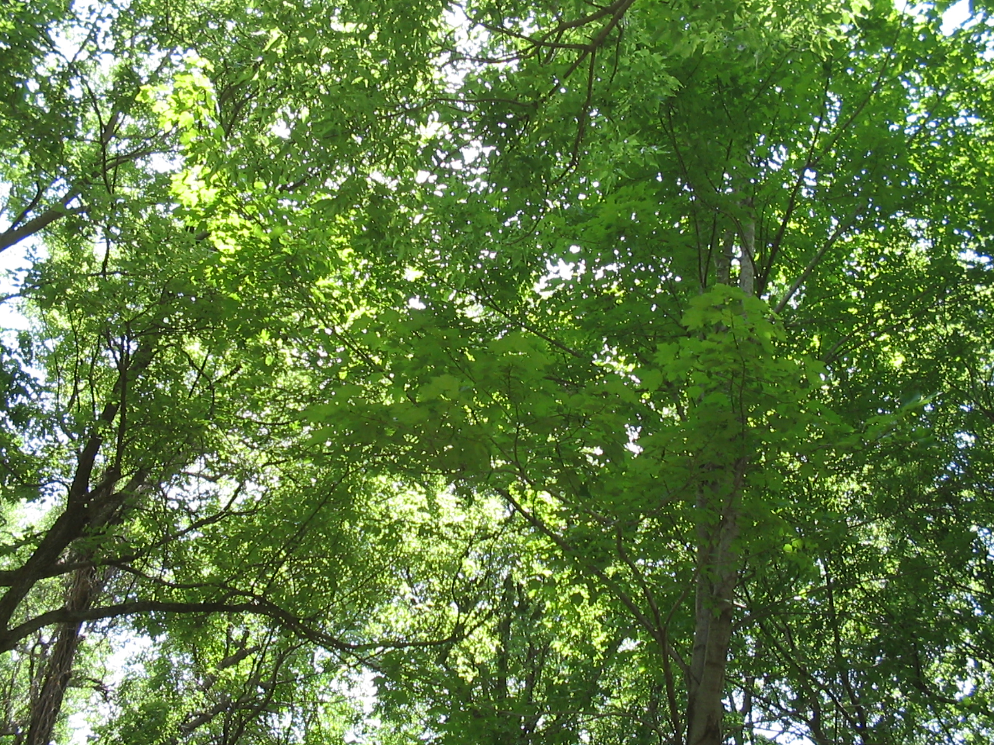 Botanical Gardens Photo 1