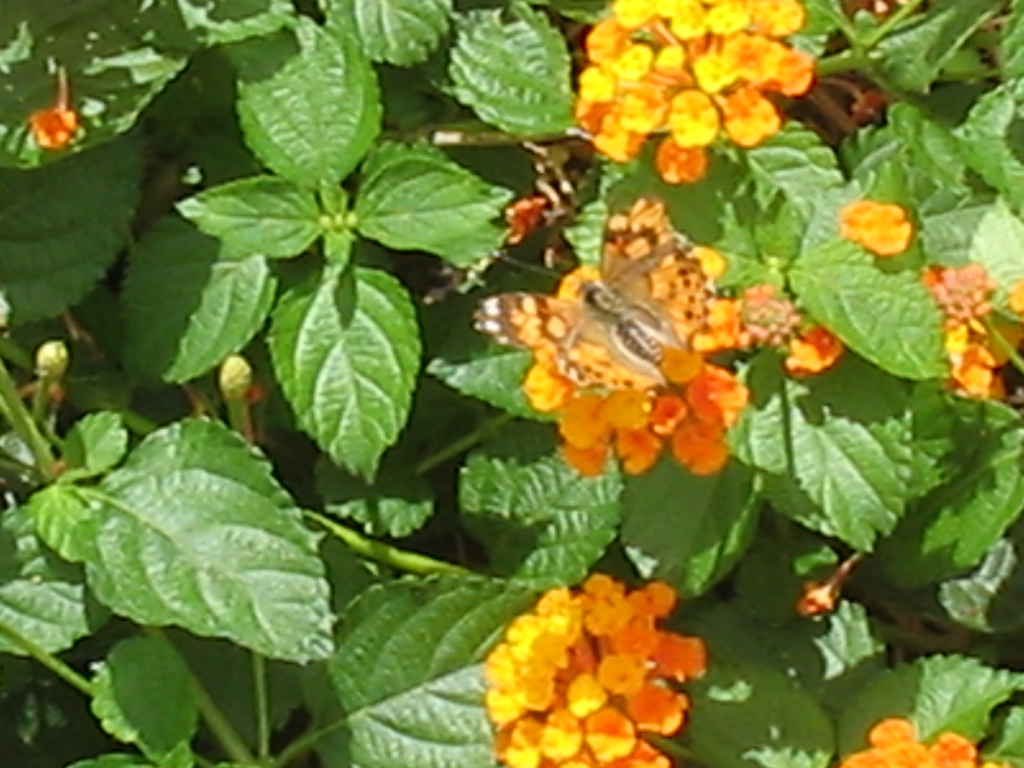 Botanical Gardens Photo 10