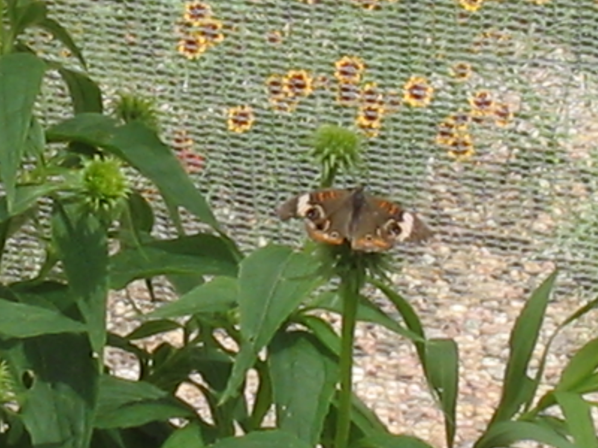 Botanical Gardens Photo 11