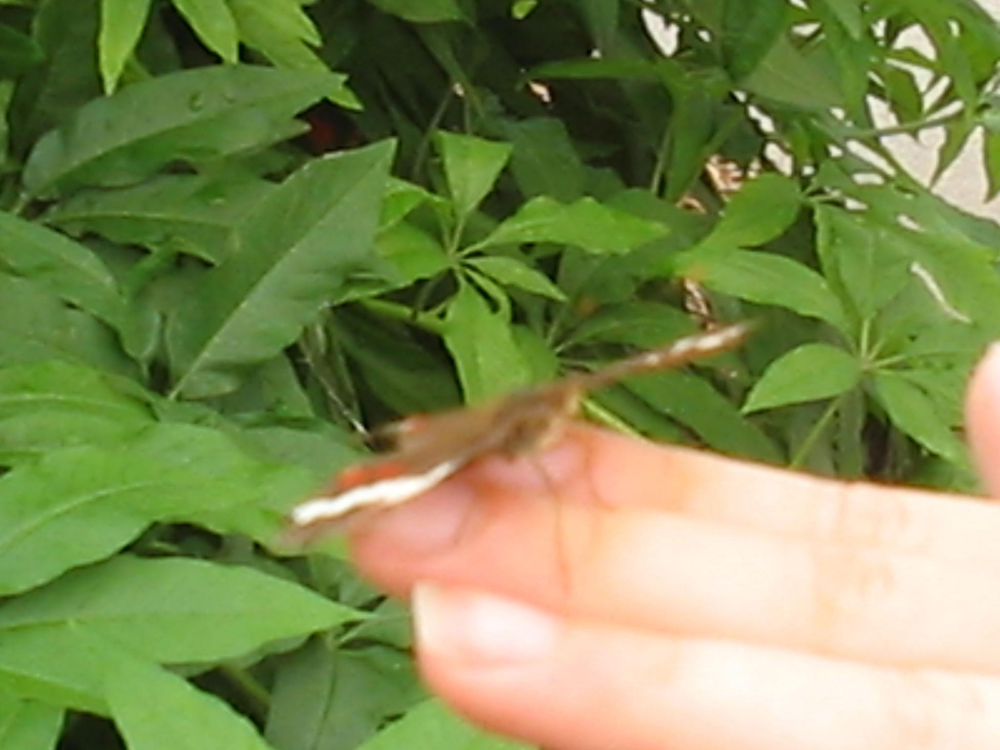 Botanical Gardens Photo 13