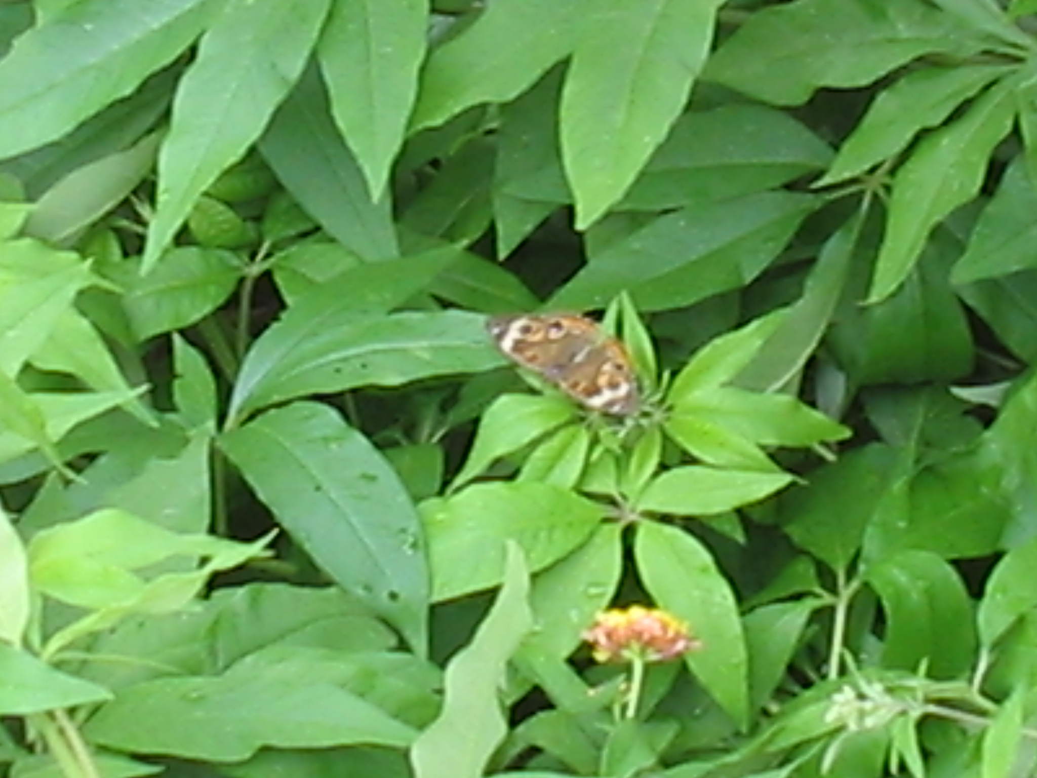 Botanical Gardens Photo 16