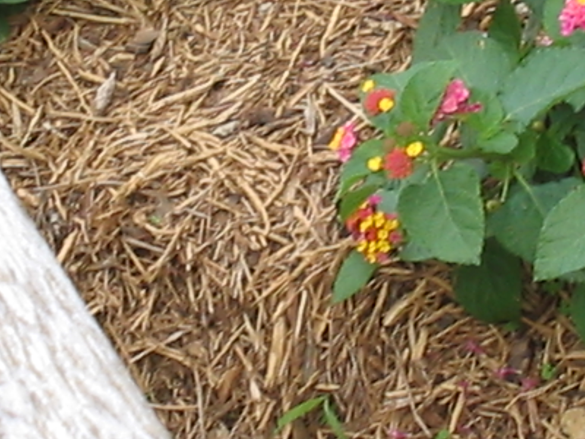 Botanical Gardens Photo 17