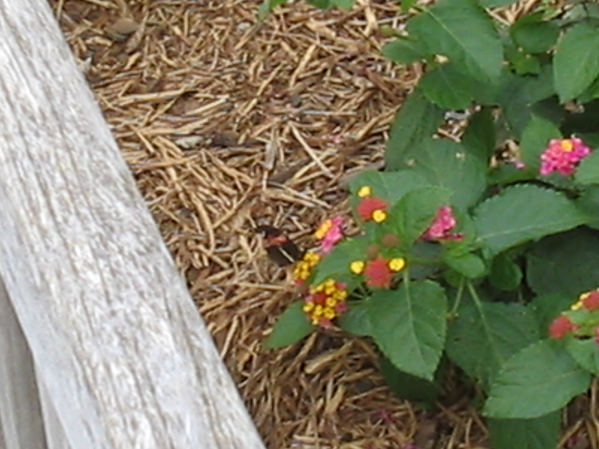 Botanical Gardens Photo 18