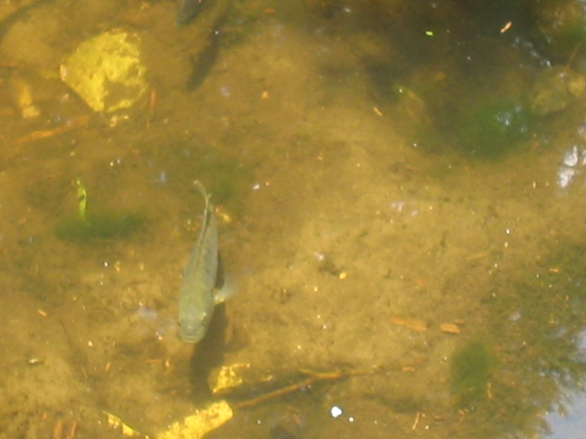 Botanical Gardens Photo 19