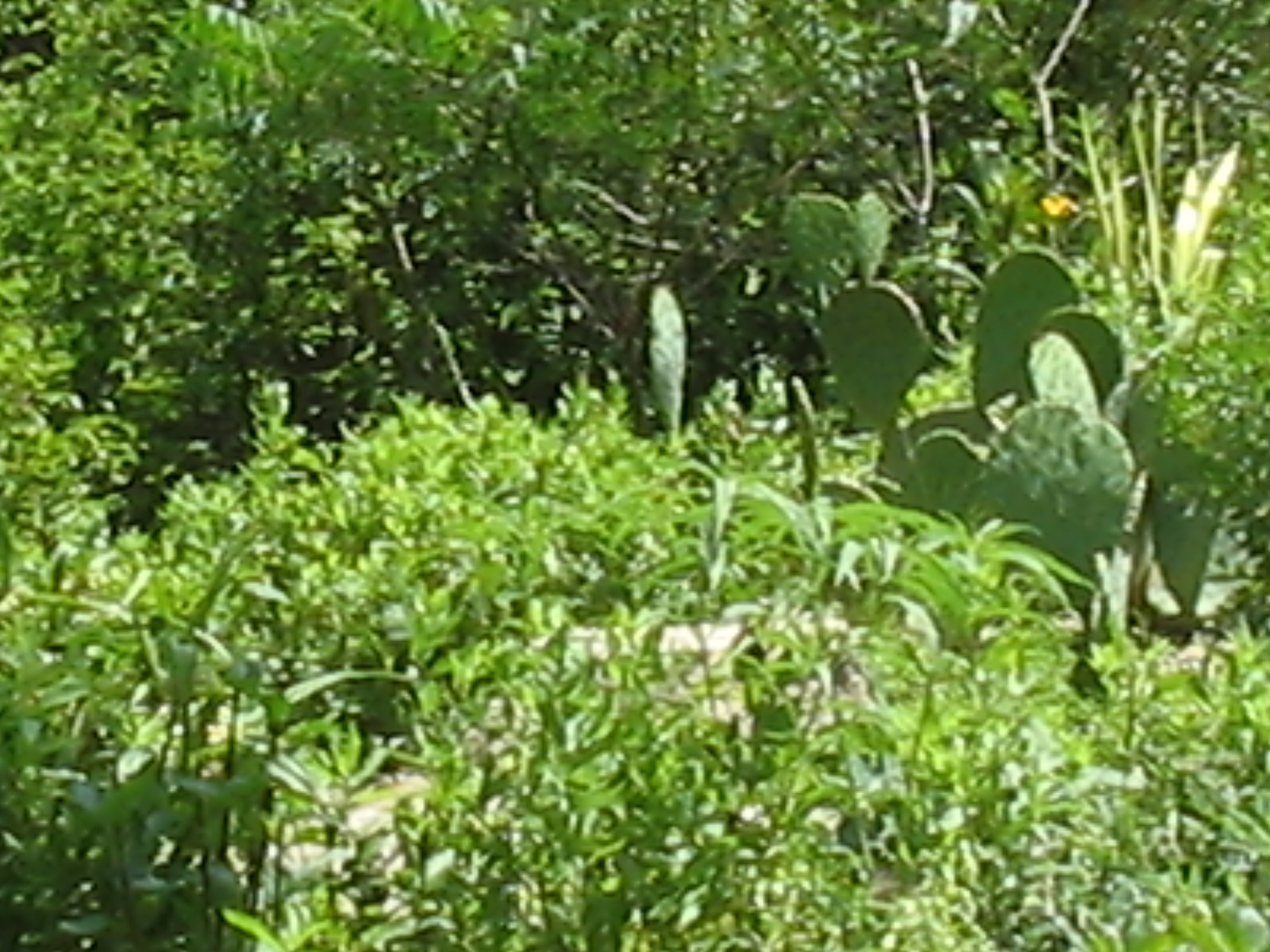 Botanical Gardens Photo 22