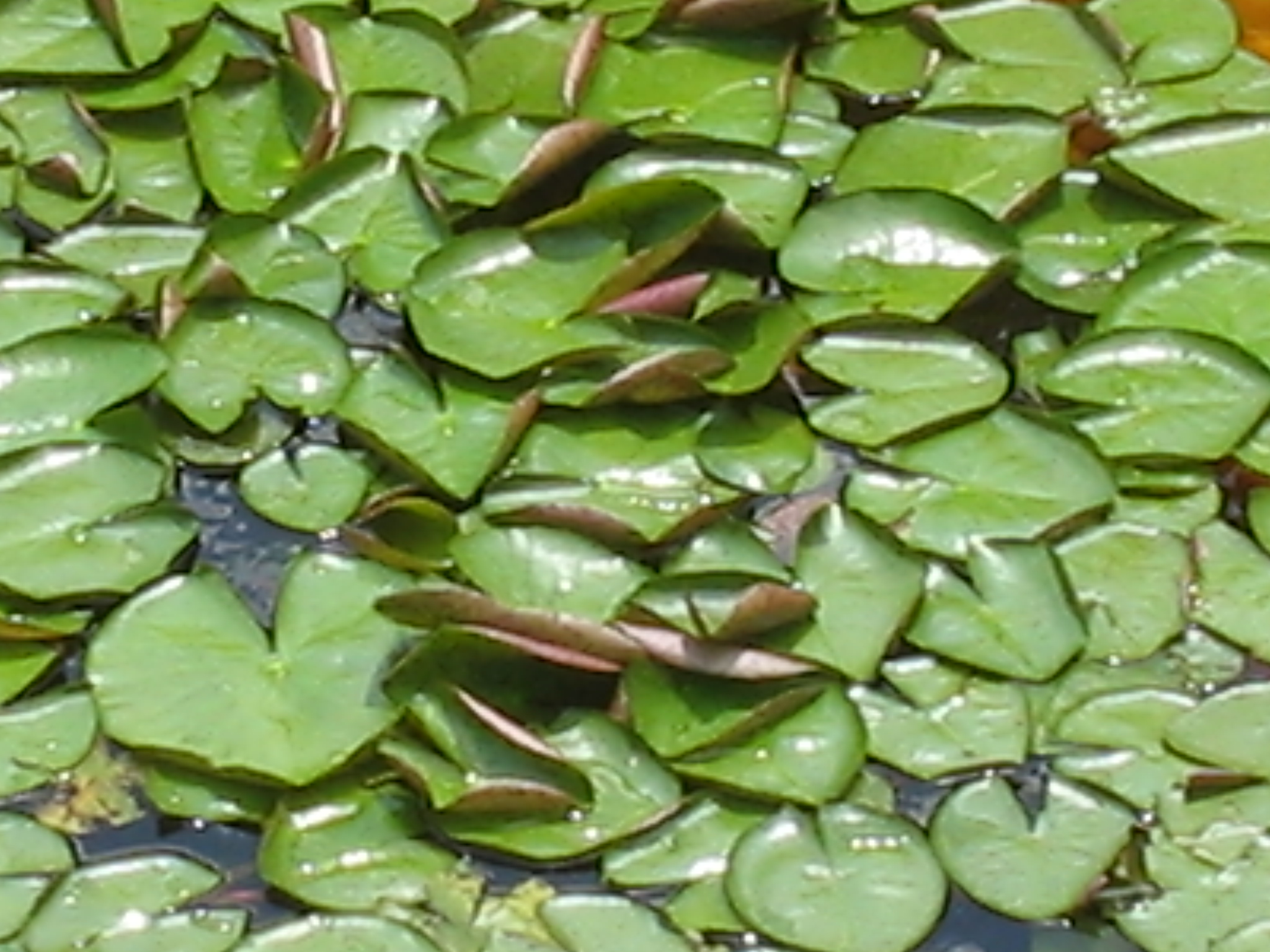 Botanical Gardens Photo 23