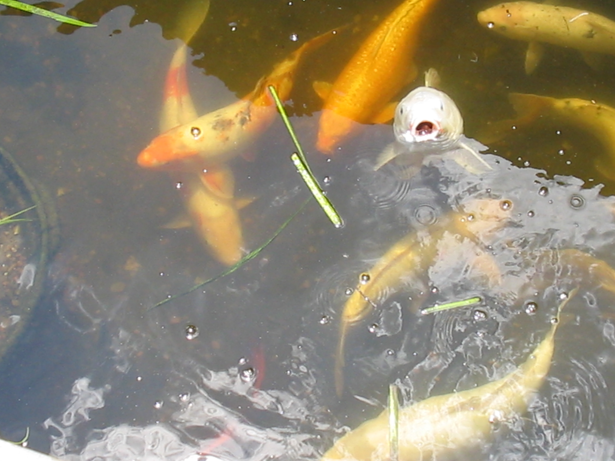 Botanical Gardens Photo 26