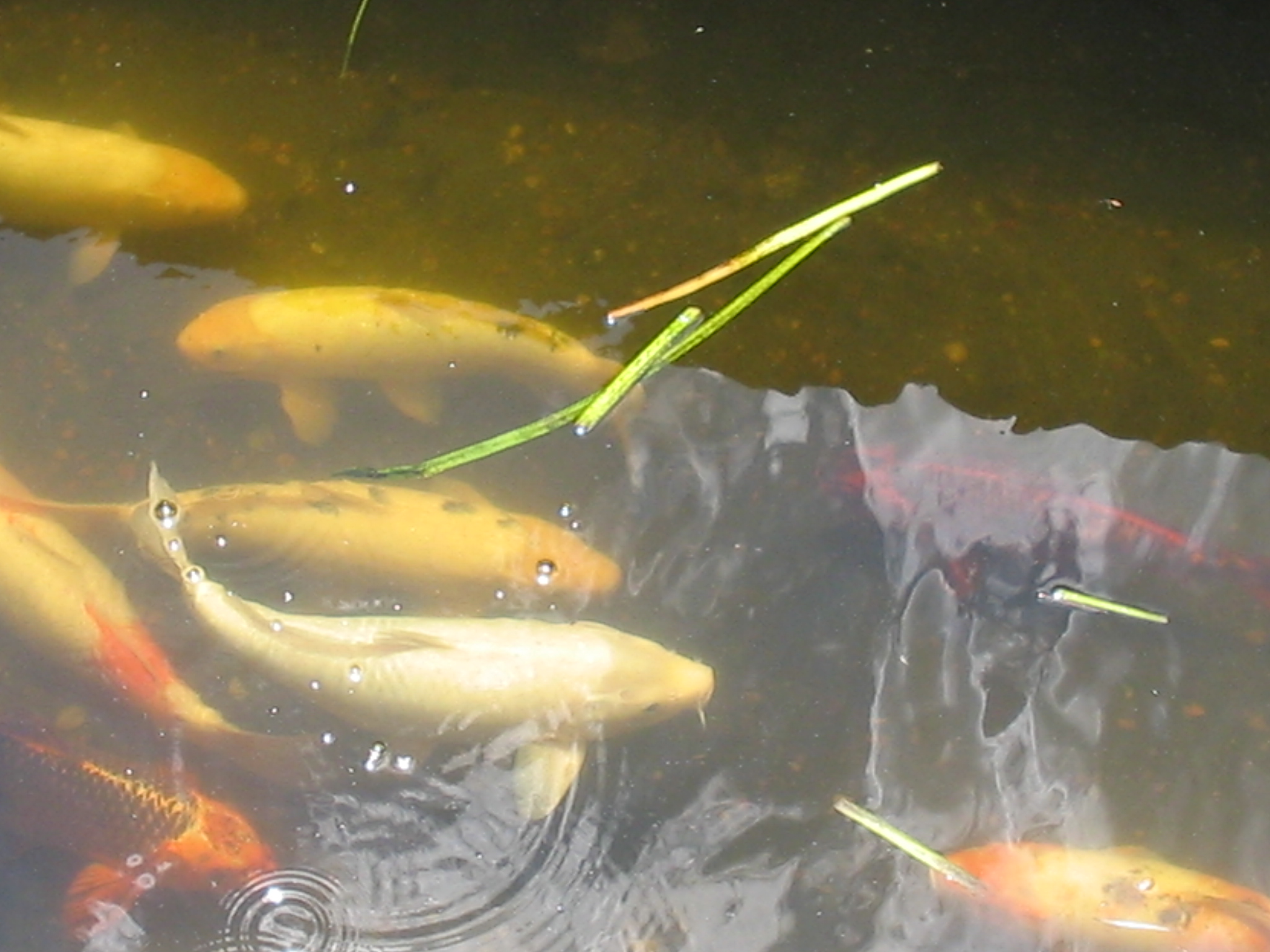 Botanical Gardens Photo 27
