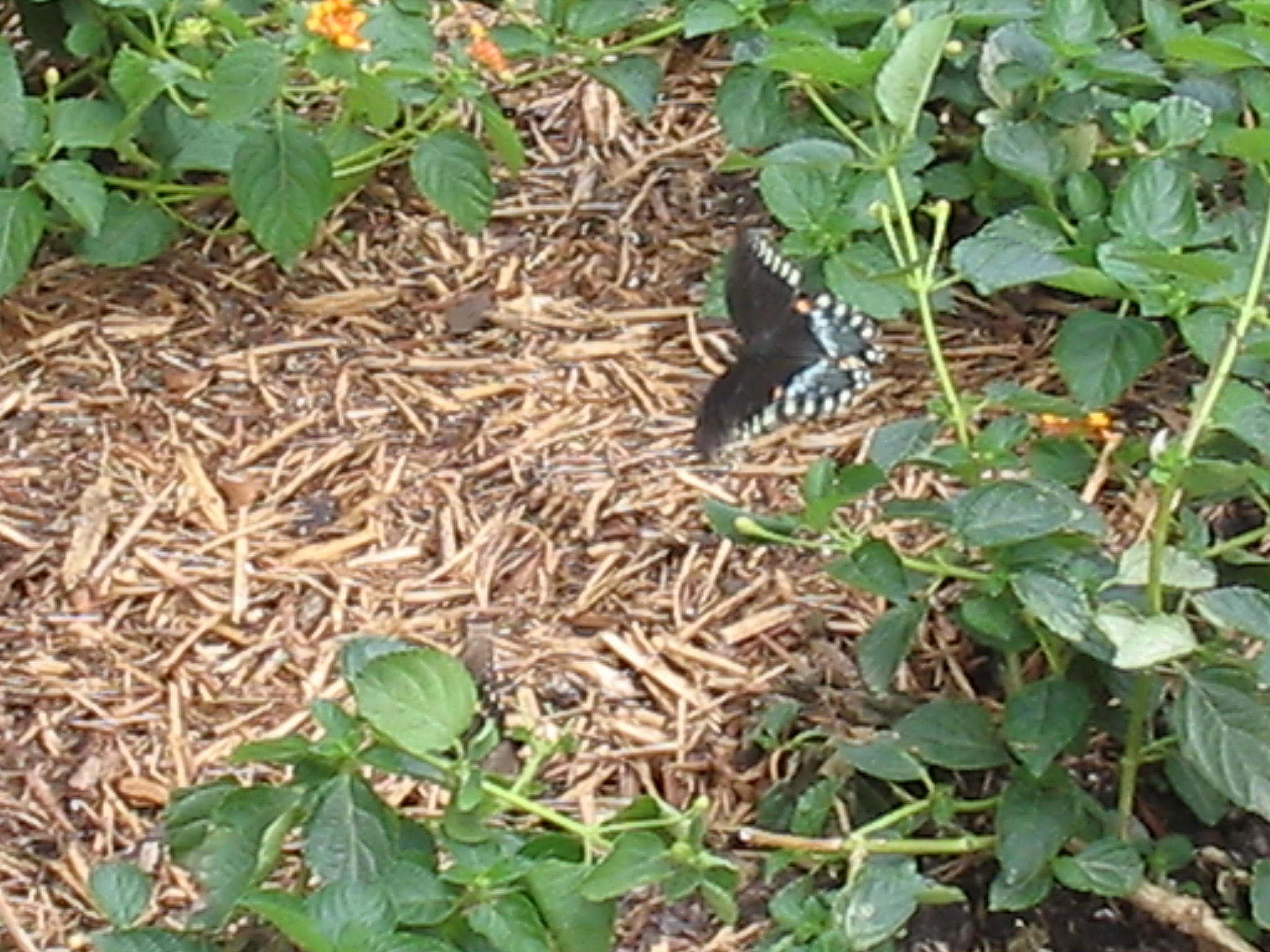 Botanical Gardens Photo 6