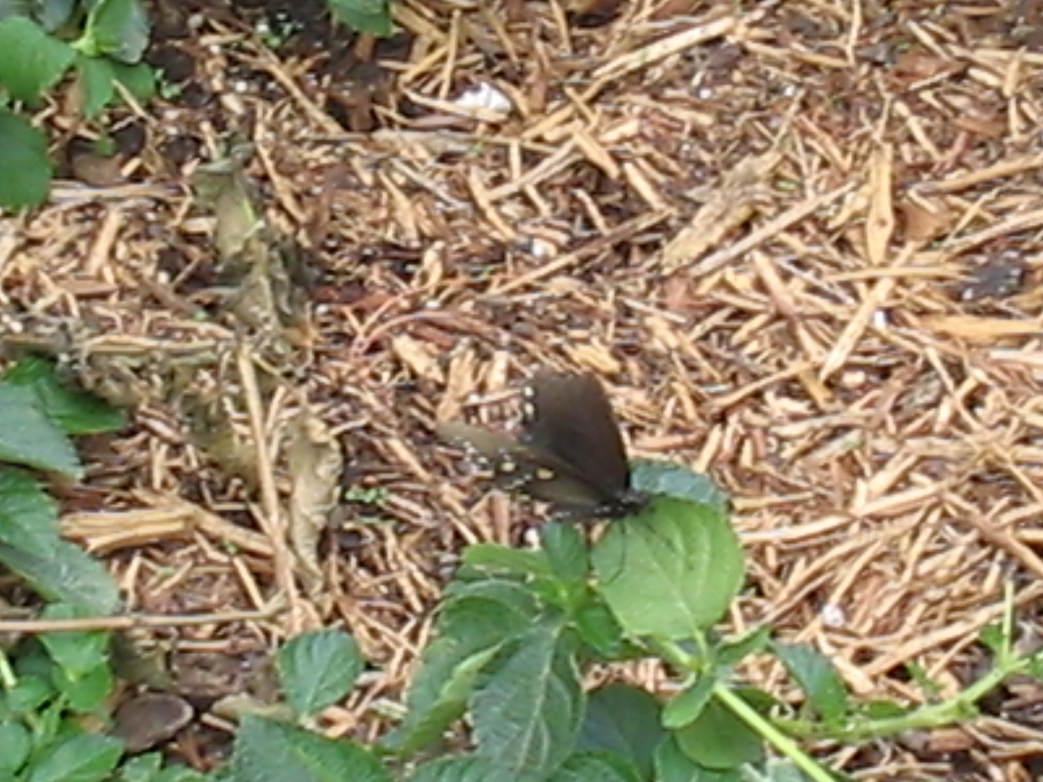 Botanical Gardens Photo 7