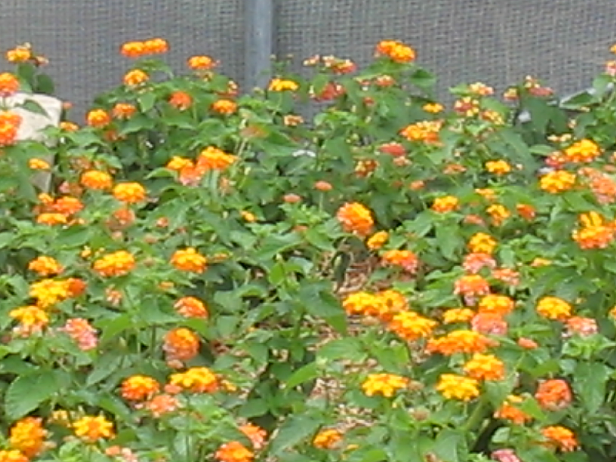 Botanical Gardens Photo 8