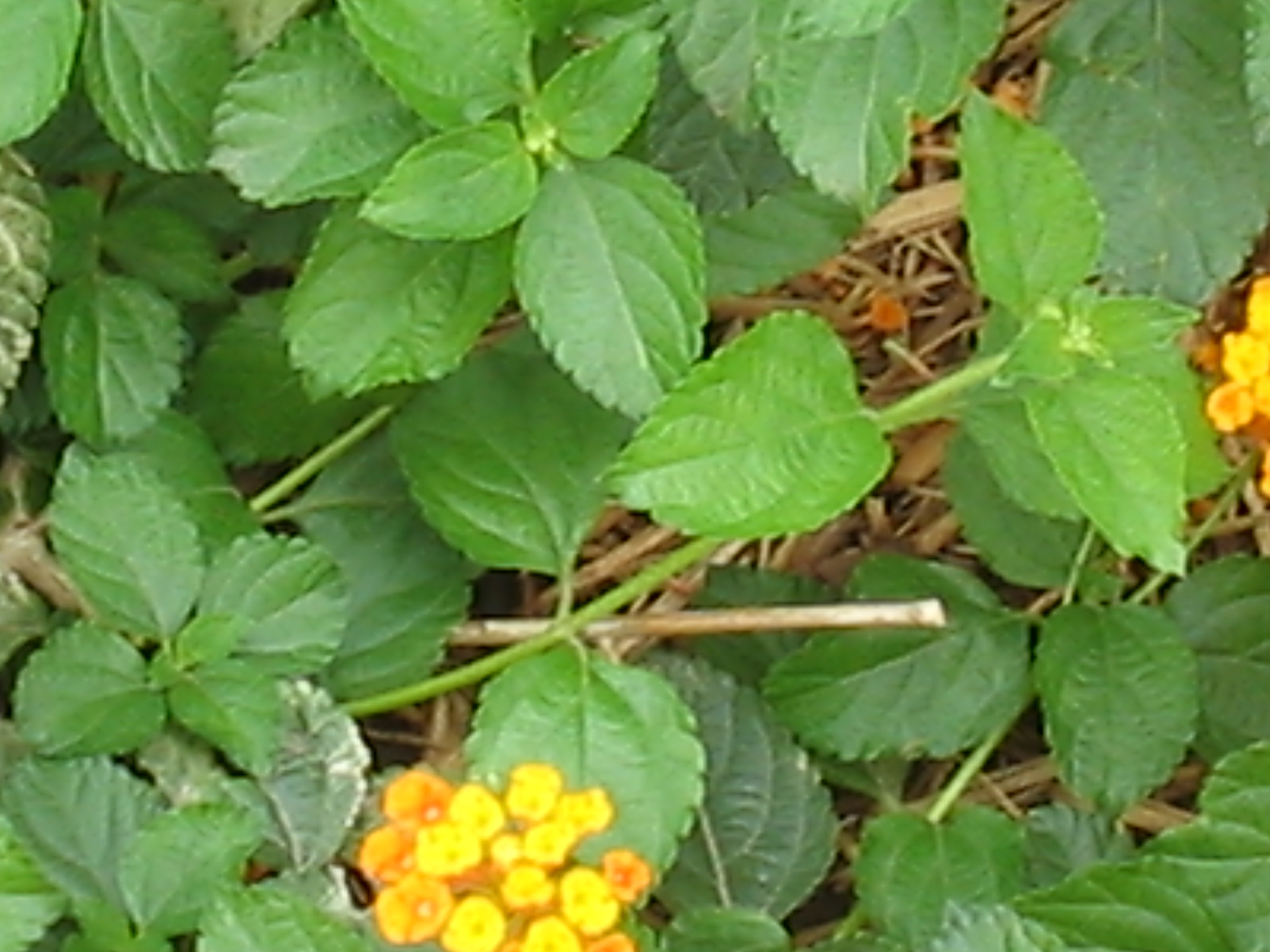 Botanical Gardens Photo 9